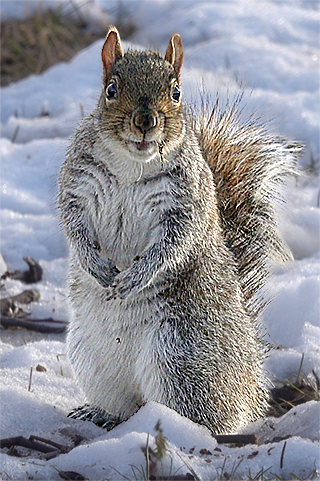 Standing squirrel