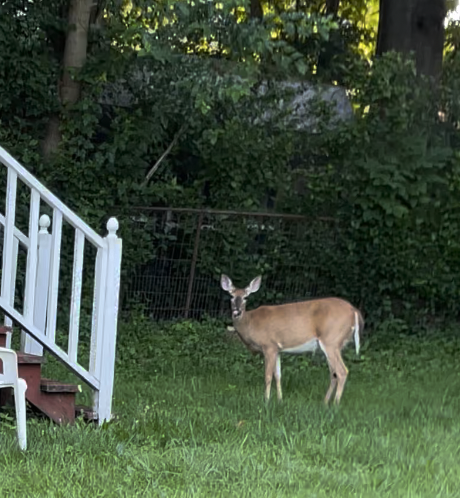 Deer