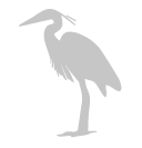 Blue Heron