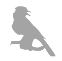 Blue jay