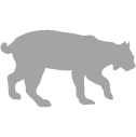 Bobcat