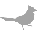 Cardinal