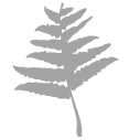 Cinnamon fern