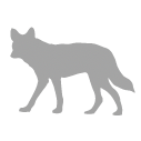 Coyote
