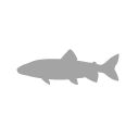 Lake trout