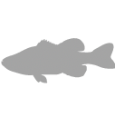 Largemouth bass