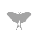 Luna moth