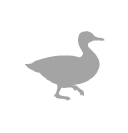 Mallard