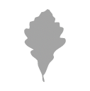 Oak (Swamp White Oak)