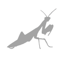 Praying mantis