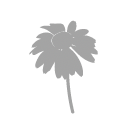 Purple coneflower