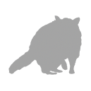 Raccoon