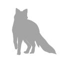 Red fox