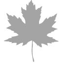 Red maple