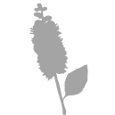 Ruby spice summerweed