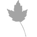 Scarlet maple