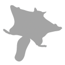 Southern flying squirrel