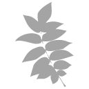 White ash
