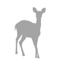 White-tailed deer