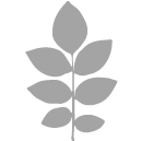 Yellowwood