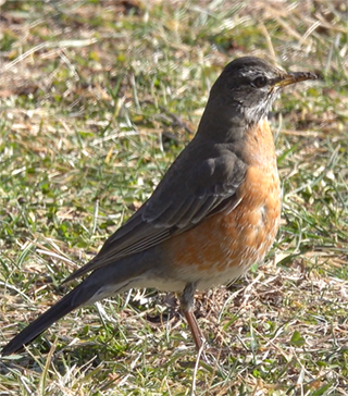 Robin