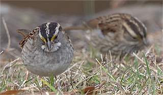 White-throated sparrows