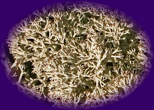 fine lichen