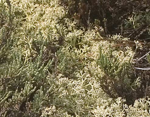 heather and lichen