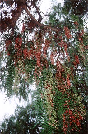 pepper tree