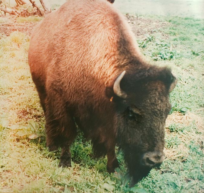 buffalo